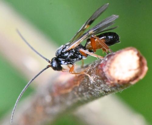 Réf. 348 363 : Microgastrinae inconnu